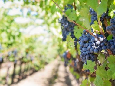 Франция се готви за исторически срив на винената реколта