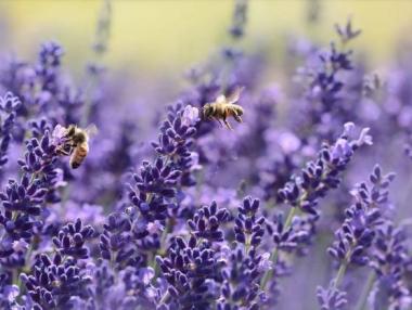 Нов индекс ще следи проблема с изчезващите опрашители