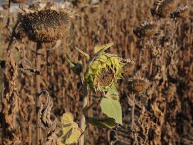 Цената на слънчогледа скочи с над 50%