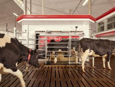 Роботът „Лейли“ – незаменим помощник на животновъдите