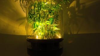 Зелена лампа генерира енергия от растения