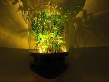 Зелена лампа генерира енергия от растения