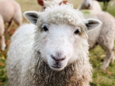 Пандемията уби пазара на вълна в България