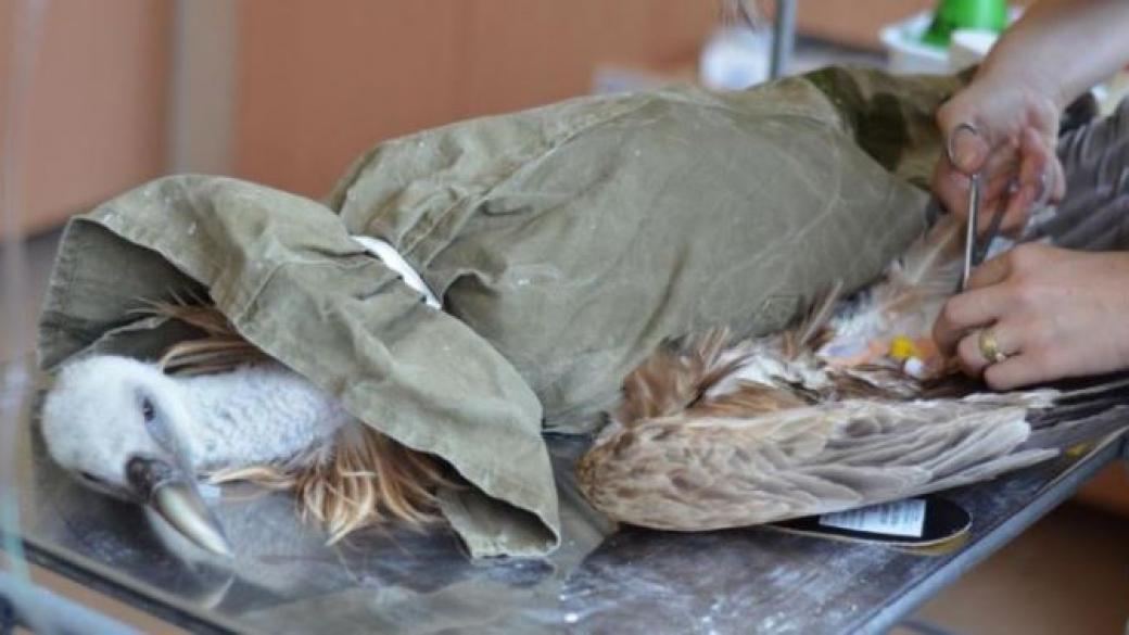 Защитени птици в България стават жертва на бракониери и замърсяването