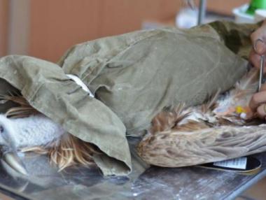 Защитени птици в България стават жертва на бракониери и замърсяването