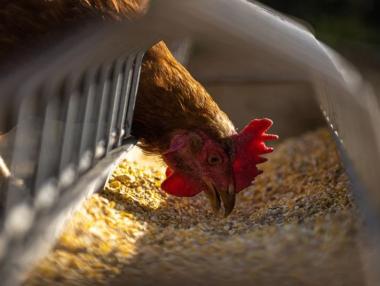Промишленото птицевъдство в България е на ръба на фалита