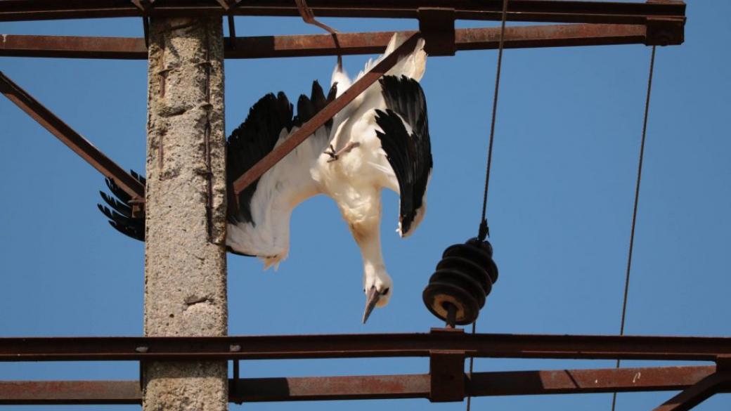 Стотици диви птици стават жертва на токови удари в България