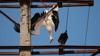 Стотици диви птици стават жертва на токови удари в България