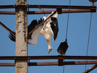 Стотици диви птици стават жертва на токови удари в България