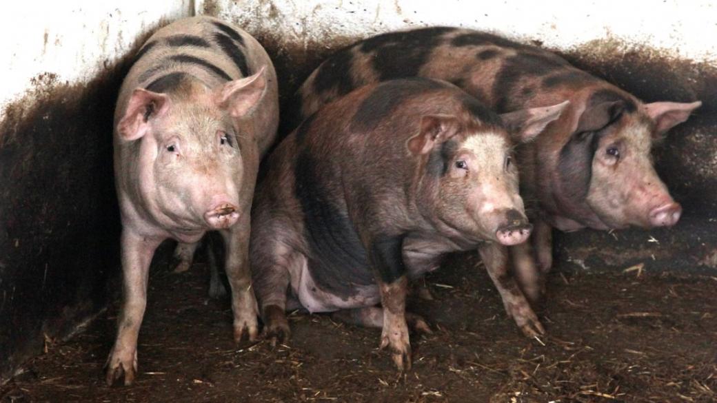 Свиневъдите искат накуп одобрените 30.5 млн. лв. за хуманно отглеждане