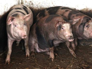 Свиневъдите искат накуп одобрените 30.5 млн. лв. за хуманно отглеждане