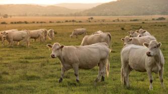 Нов европейски регламент заплашва българското животновъдство