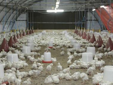 Резолюцията за ограничаване на животинските антибиотици е лобистка