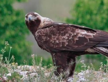 Орнито туризмът в България е под заплаха