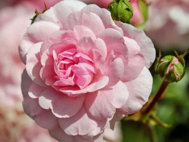 ДФЗ отпуска 2 млн. лв. за розопроизводителите