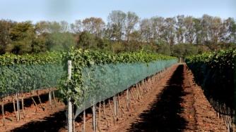 EK прие извънредни мерки в подкрепа на лозарите