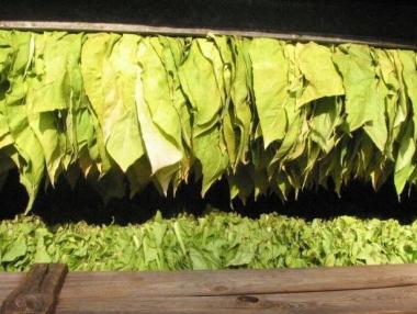 Тютюнопроизводителите искат държавна помощ