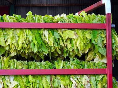 ДФЗ отпуска 3 млн. лв. за тютюнопроизводителите