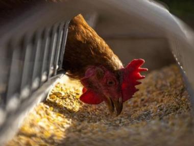 Перфектна буря връхлетя птицевъдите във Великобритания