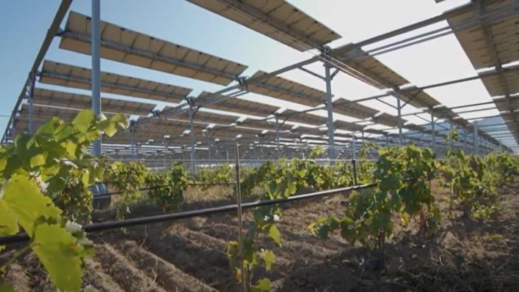 „Умни“ соларни панели спасяват реколтата на френските винари