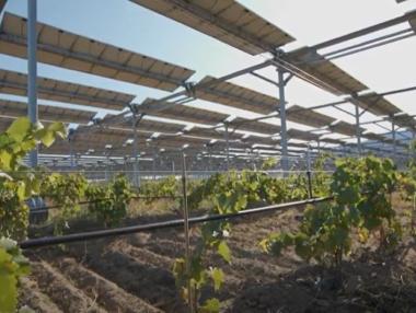 „Умни“ соларни панели спасяват реколтата на френските винари