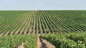 New Bloom Winery инвестира в още 2000 дка лозя