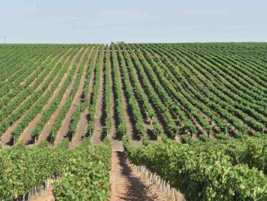 New Bloom Winery инвестира в още 2000 дка лозя