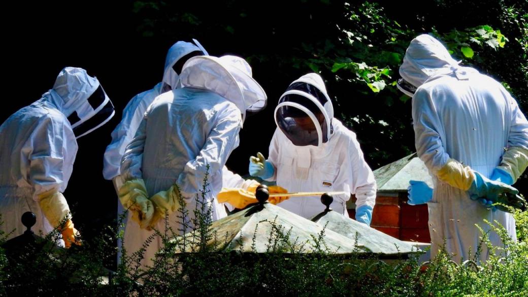 Синдромът на празния кошер поставя пред фалит пчеларите в България