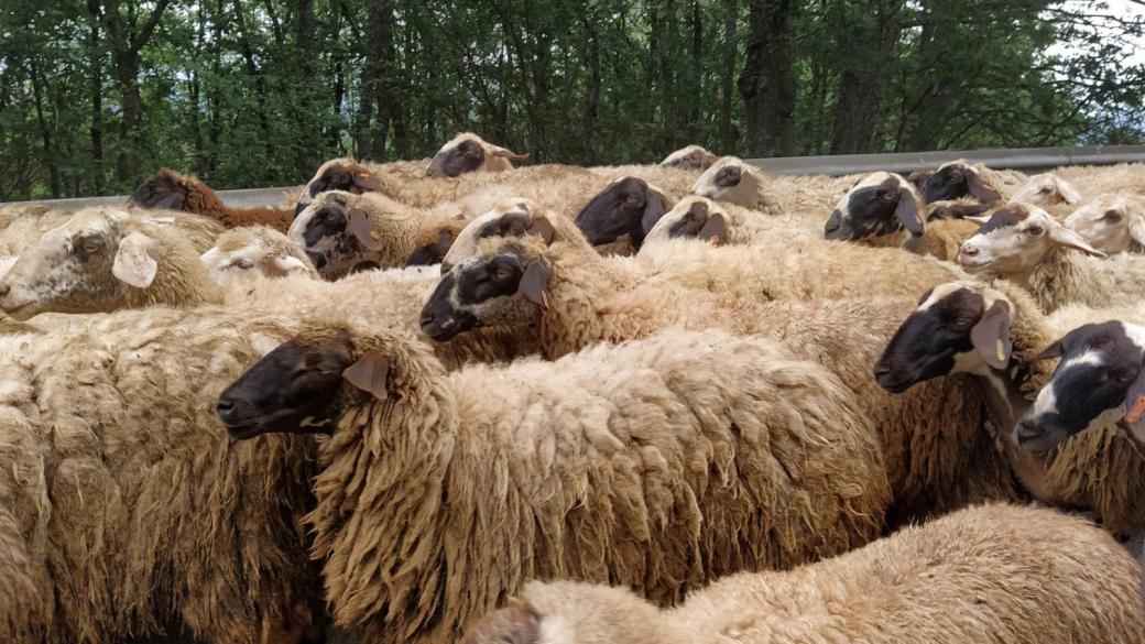 Ефектът на доминото застрашава овцевъдите в България