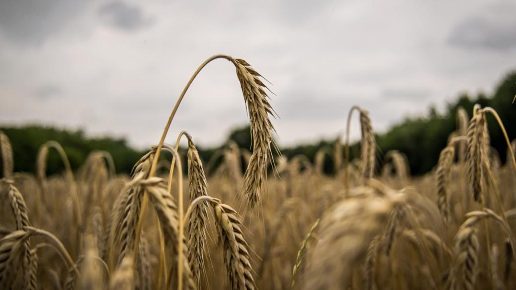 Анализатори прогнозират шоково поскъпване на пшеницата през 2022 г.