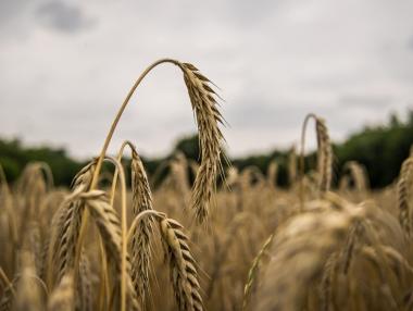 Анализатори прогнозират шоково поскъпване на пшеницата през 2022 г.