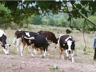 ЕК одобри 36 млн. евро на българските животновъди и земеделци