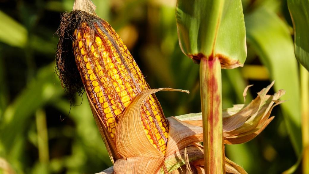 Добивът на царевица в България ще расте до 2025 г.