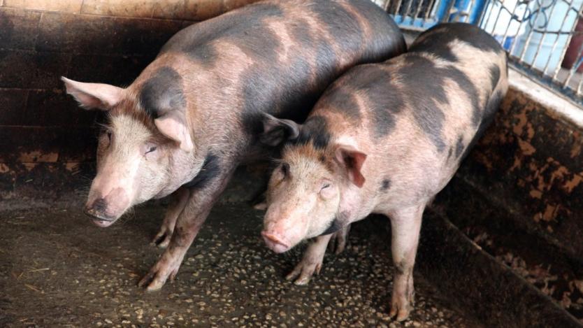 Свиневъдите в България масово се отказват да гледат животни