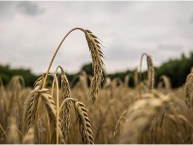 FAO прогнозира ръст в търговията с пшеница