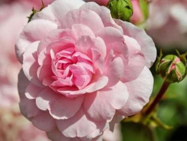 Розопроизводителите вече могат да кандидатстват за финансова помощ