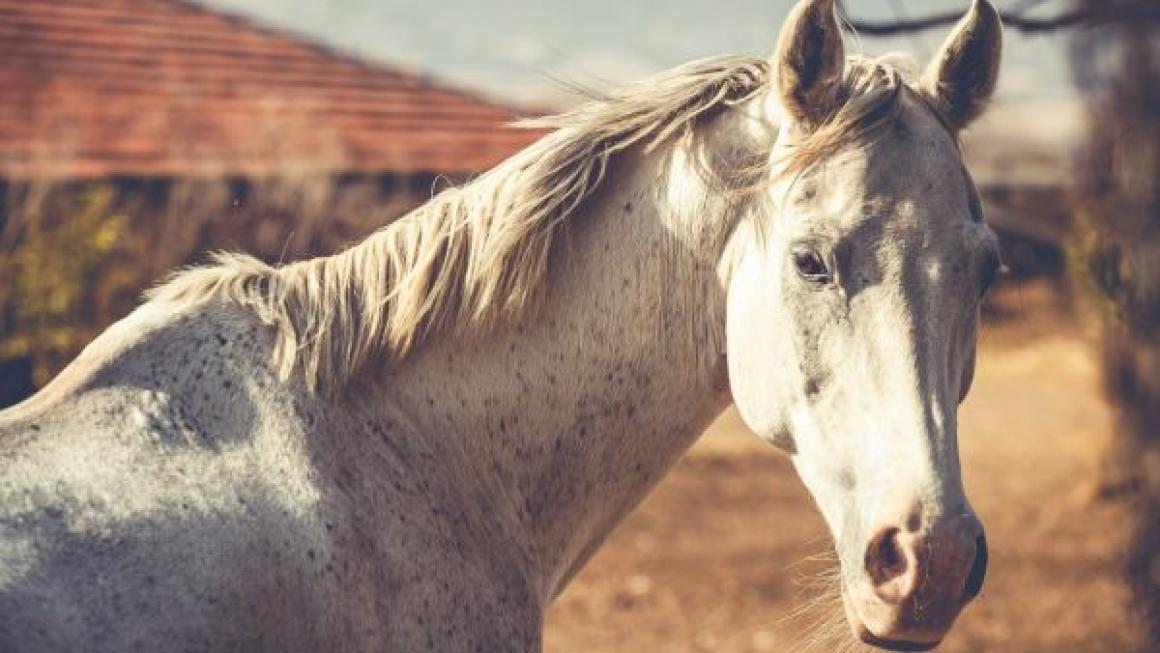 Галерия :: Снимка 0 :: Да получиш урок по ефективност от конете}