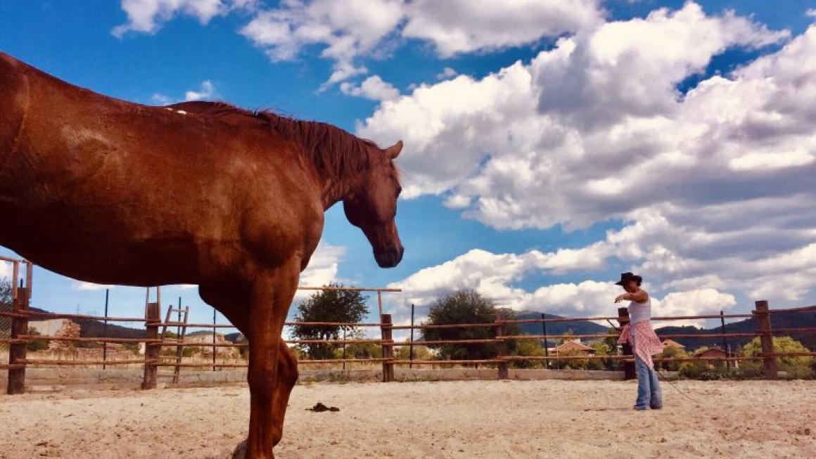 Галерия :: Снимка 9 :: Да получиш урок по ефективност от конете}