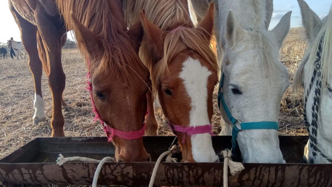 Галерия :: Снимка 13 :: Да получиш урок по ефективност от конете}