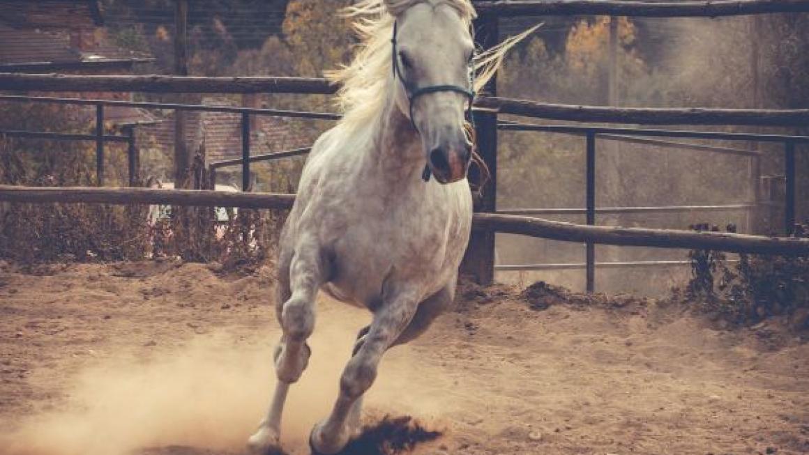 Галерия :: Снимка 14 :: Да получиш урок по ефективност от конете}