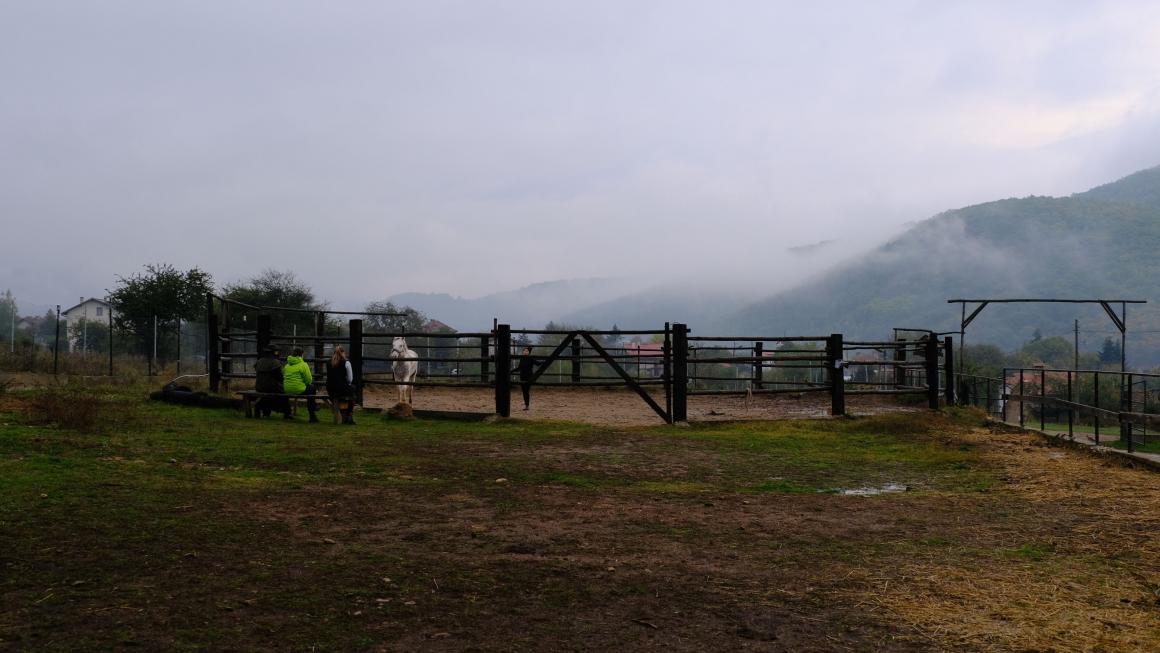 Галерия :: Снимка 4 :: Да получиш урок по ефективност от конете}