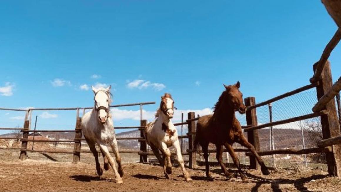 Галерия :: Снимка 6 :: Да получиш урок по ефективност от конете}