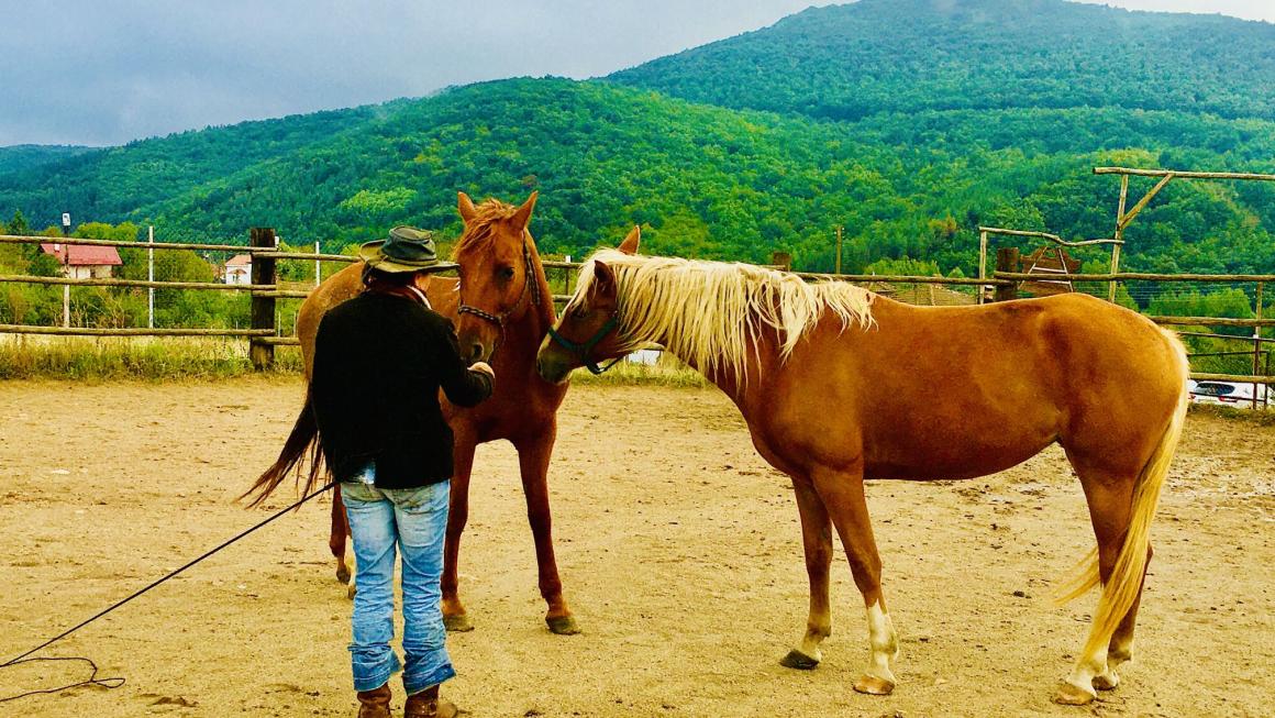 Галерия :: Снимка 7 :: Да получиш урок по ефективност от конете}