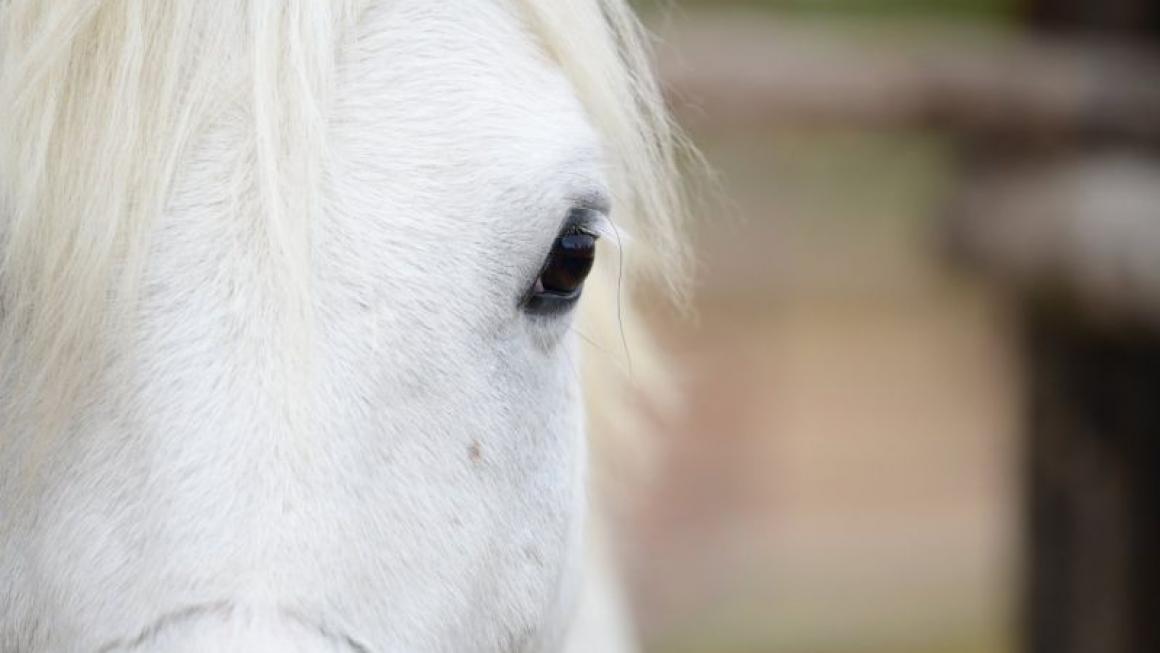 Галерия :: Снимка 8 :: Да получиш урок по ефективност от конете}