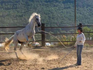 Да получиш урок по ефективност от конете