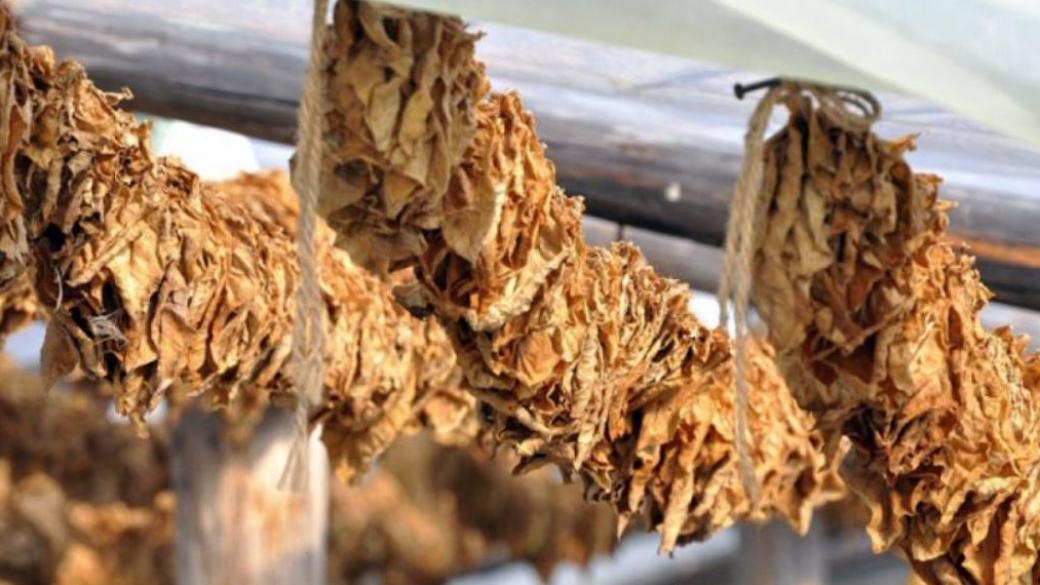 Скъпите торове намалиха рентабилността на тютюнопроизводителите