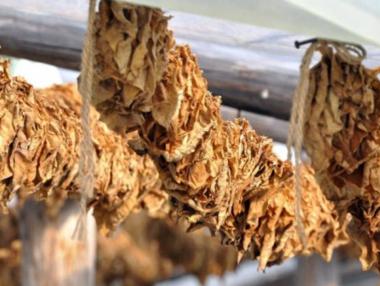 Скъпите торове намалиха рентабилността на тютюнопроизводителите