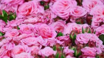 Розопроизводителите са изправени пред тежка криза