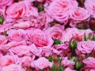 Розопроизводителите са изправени пред тежка криза