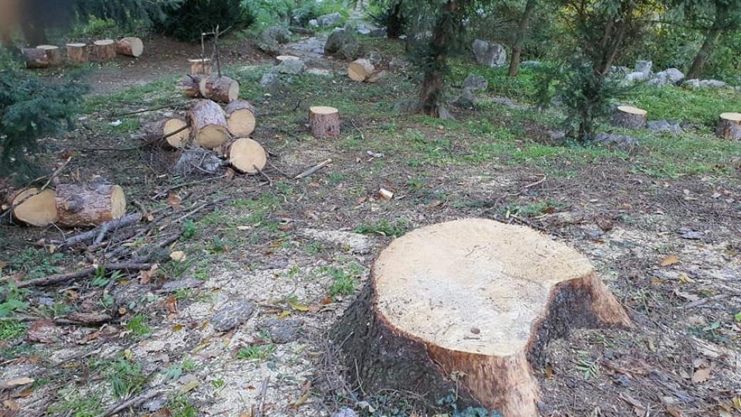 Ремонтът в Борисовата градина в София заплашва 100-годишни дървета